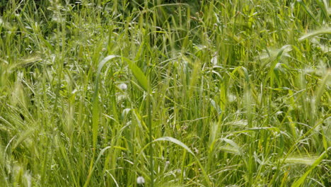 Exuberantes-Campos-Toscanos-Verdes-Meciéndose-Suavemente-Con-La-Brisa