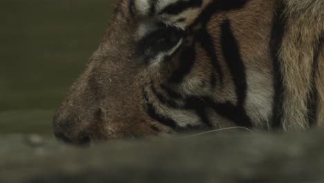 primer plano extremo del tigre bostezando y mostrando los dientes, cámara lenta