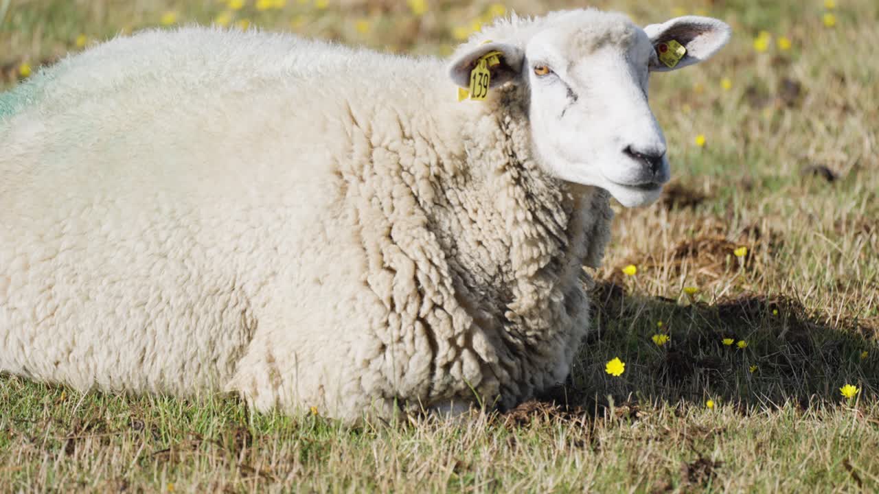 un primer plano de la oveja blanca y lanuda tendida en el prado masticando hierba