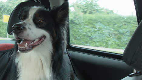 un cane da pastore australiano ama viaggiare sul sedile posteriore di un'auto