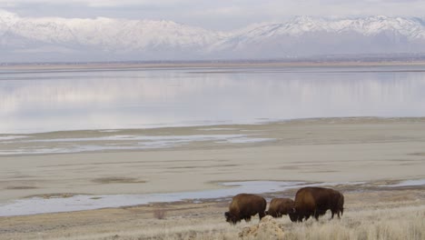 wide pan of bison in mountains