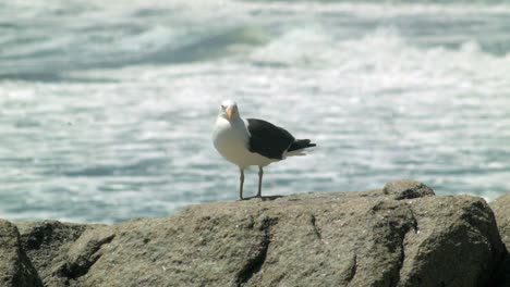 seagull standing on the rock by the sea, big waves on the background - static shot