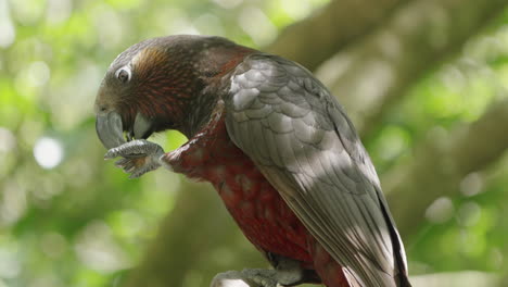 kaka eating nuts on the branch in wellington, new zealand - close up