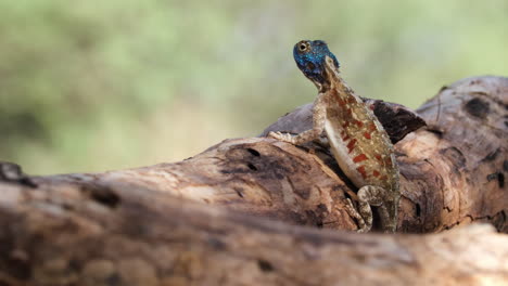 Back-View-Of-Ground-Agama-Lizard-With-Blue-Head-During-Breeding-Season