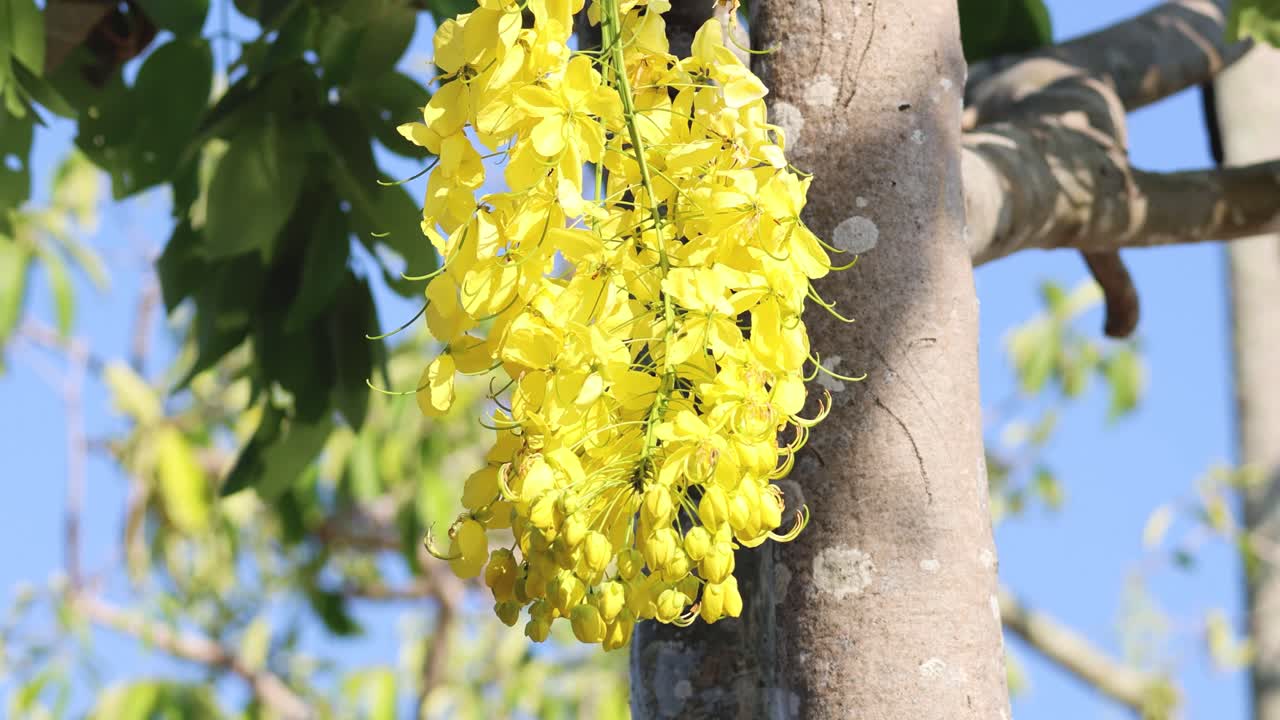 노란색 라버넘 꽃이 바람에 부드럽게 흔들리고 있습니다.