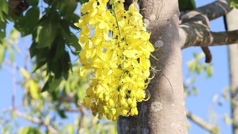 yellow laburnum flowers swaying gently in breeze