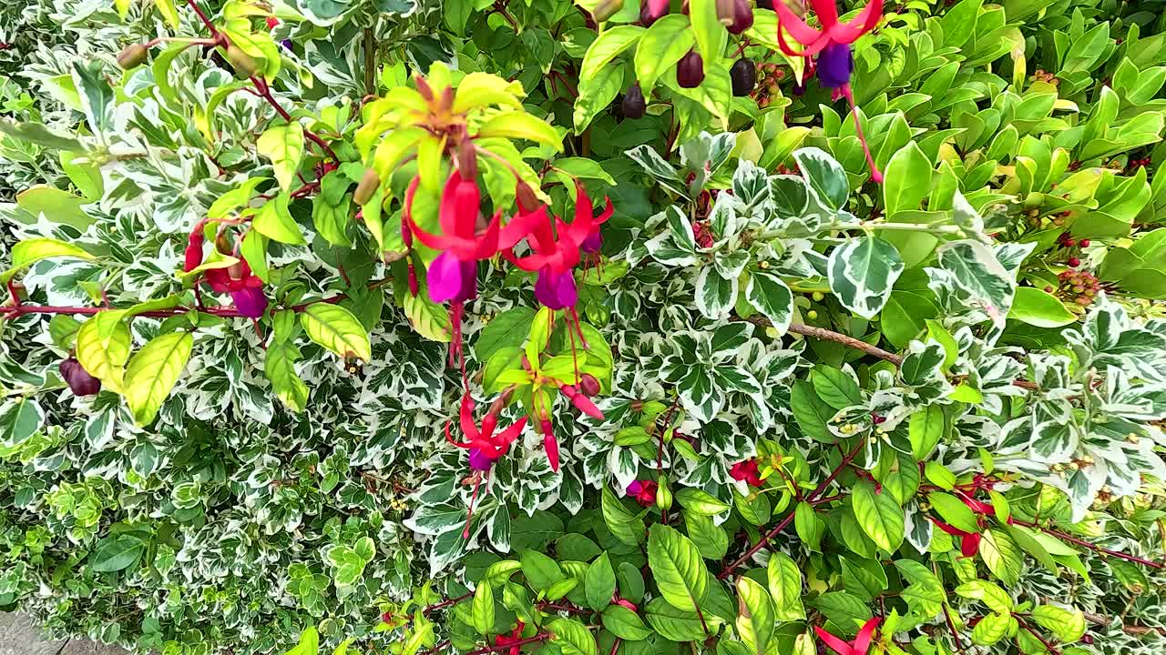 다채로운 푸키아 꽃과 초록색 잎자루의 클로즈업