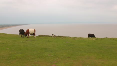 Cows-fighting-in-the-Brean-down-cliff-area,-Somerset,-England