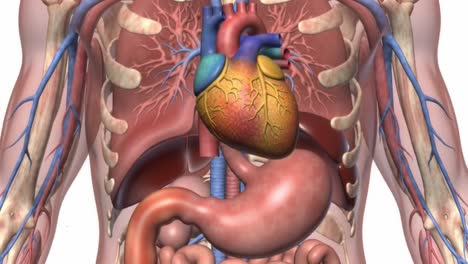 anatomy illustration of human internal organs featuring heart, stomach, and major blood vessels for educational purposes in medical and biological studies