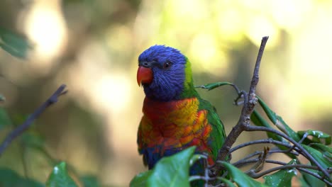 Beautiful-rainbow-lorikeet,-trichoglossus-moluccanus-perching-on-the-tree-in-its-natural-habitat,-wondering-around-the-surroundings-against-dreamy-bokeh-background,-close-up-shot