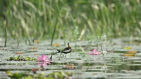 a pheasant-tailed jacana delicately walks across a lily-covered pond while feeding, displaying foraging behavior and balance on floating vegetation in a tropical wetland