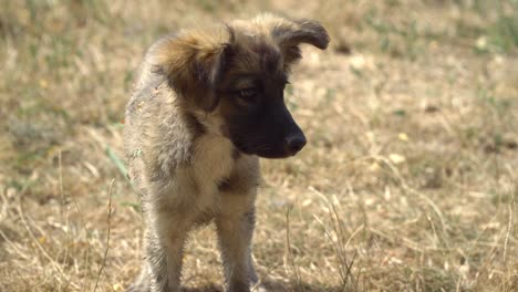 homeless puppy standing on the ground, and requests food