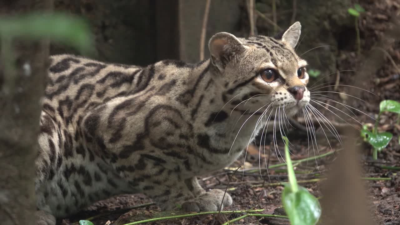 un margay posa bellamente en la selva tropical de belice