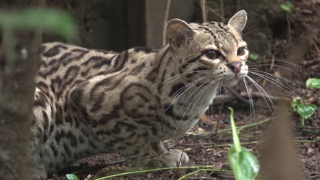 a margay poses beautifully in the rainforest in belize