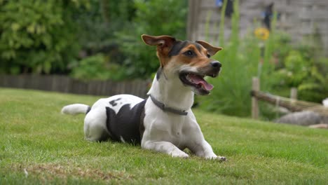 Close-up-tracking-shot-of-jack-russel-terrier-dog-lying-on-grass-of-backyard-and-waiting-throw-of-ball