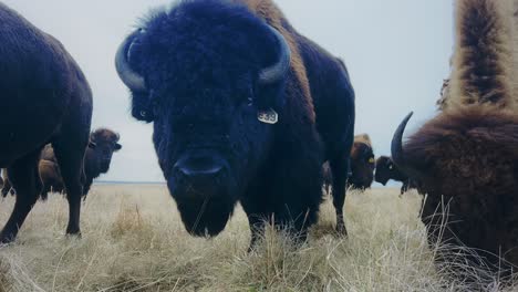 close up scene of buffalos eating grass, majestic creatures standing as enduring symbols of strength and resilience, embodying the spirit of the untamed west