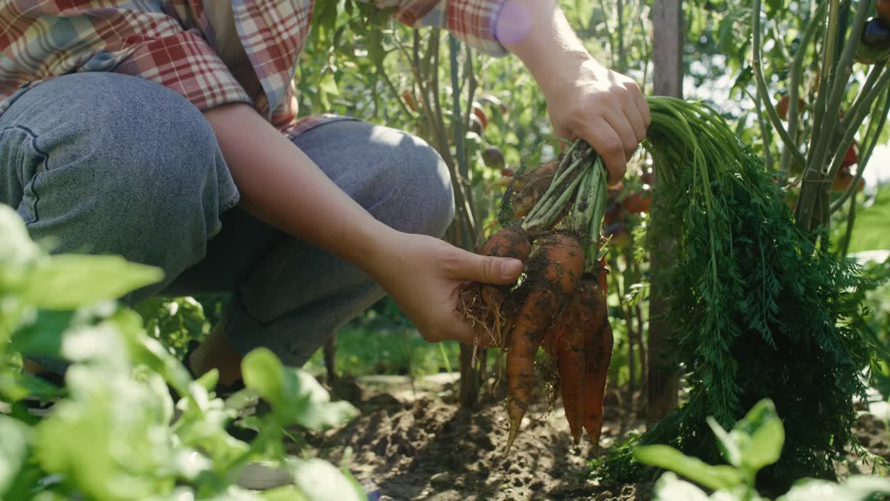 granjero limpiando un manojo de zanahorias