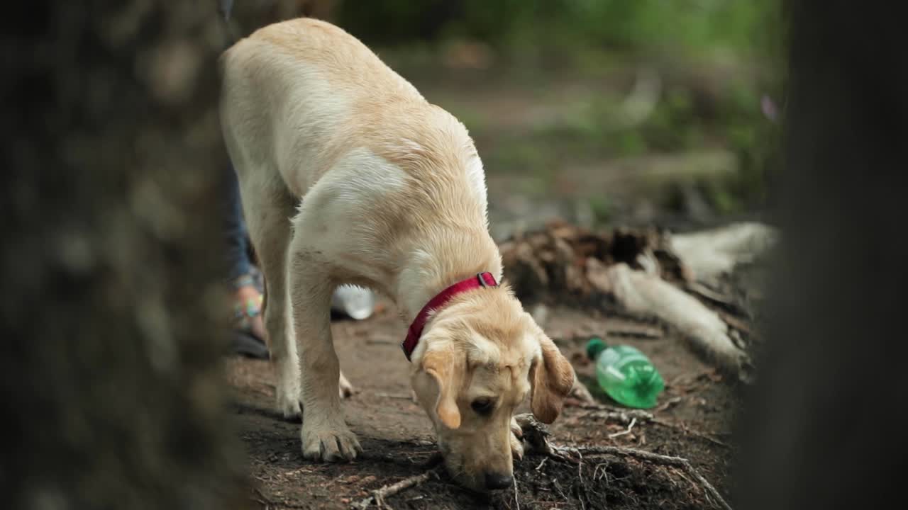 Dog going swimming in the river