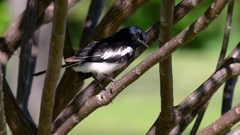 東方<unk> (eastern magpie-robin) 是泰國最常見的鳥類,可以在任何地方看到它.