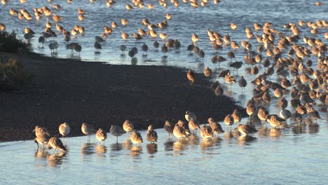 shorebirds huddled closely together