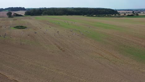 a large group of cranes flying over a mown field in search of food