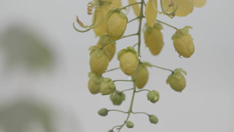 Imágenes-De-Primer-Plano-De-Los-Frutos-De-Una-Planta-Con-Gotitas-De-Agua-Moviéndose-Hacia-Adelante-Y-Hacia-Atrás-Con-La-Brisa