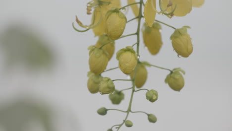 imágenes de cerca de los frutos de una planta con gotas de agua sobre ellos moviéndose hacia adelante y hacia atrás en la brisa