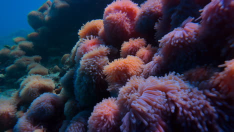 sea anemones on a coral reef