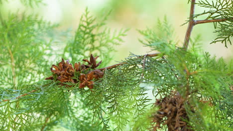 varied tit bird jumps along thuja tree branches close-up