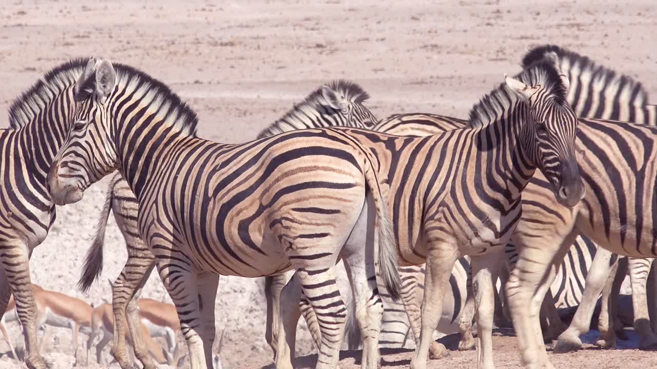 las cebras se vuelven juguetonas en las llanuras del parque nacional de etosha namibia áfrica