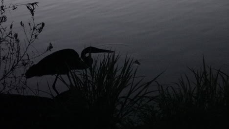 Una-Garza-Pescando-En-La-Oscuridad-A-Lo-Largo-De-La-Orilla-De-Un-Lago