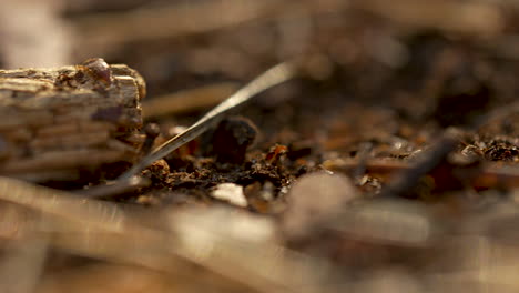 close-up of a textured wooden bark under the warm sunlight, showcasing the intricate details and patterns amidst a blurred natural backdrop