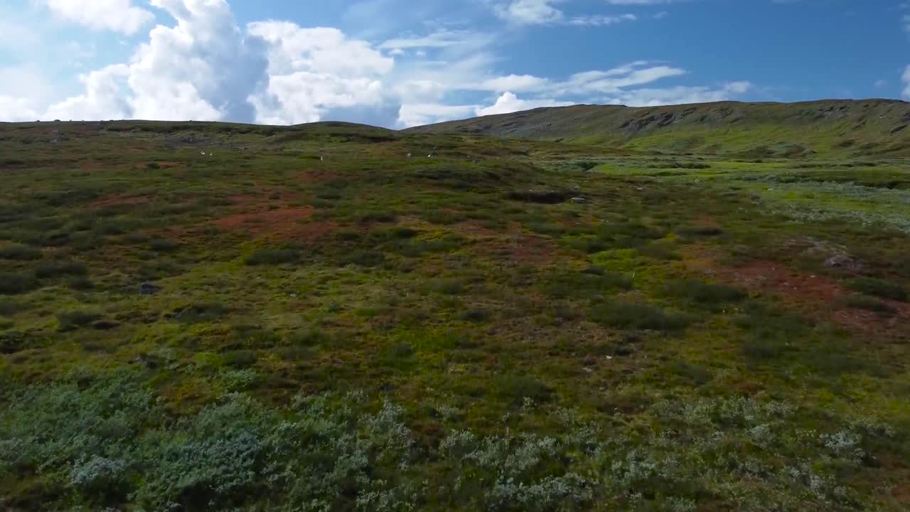 Aerial drone footage ascending and flying up over Sweden grassy plains or brown and green landscape with some white animals or wildlife cattle visible in the distance eating grass. Horizon in the back
