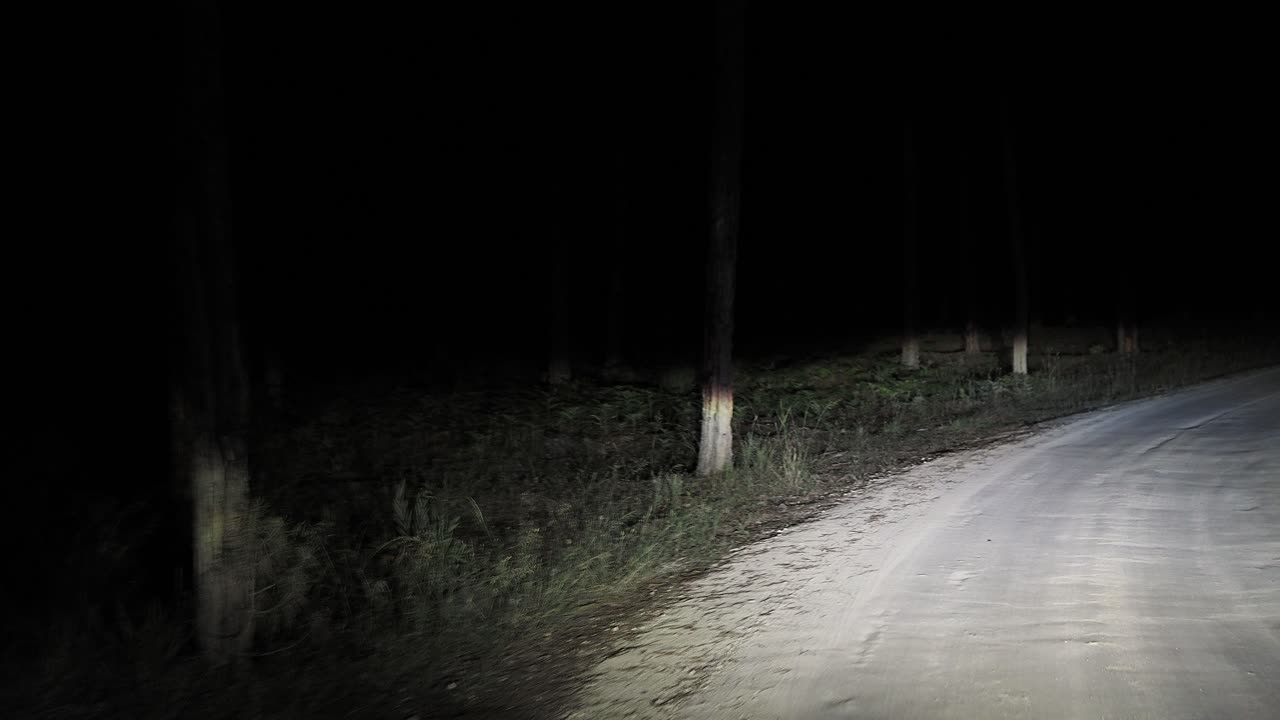 viaje nocturno a través de un bosque