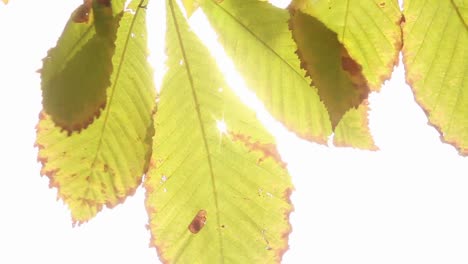 orange tinged leaves blowing in the wind