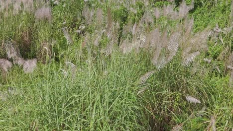 Relaxing-shot-moving-through-tall-pampas-grass,-swaying-gently-in-the-breeze-on-a-dry-riverbed