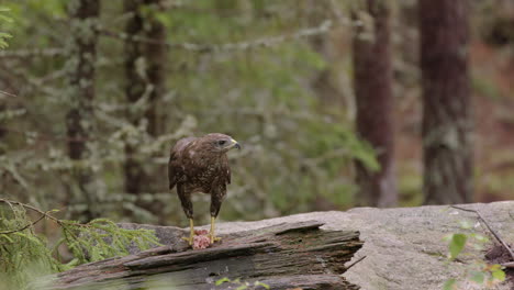 frontal shot of common buzzard on tree log in woods ripping off chunks of meat