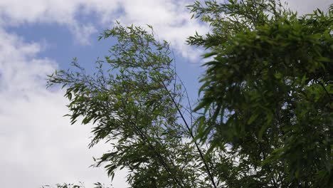 Slow-motions-trees-waving-in-the-wind-on-cloudy-but-sunny-day