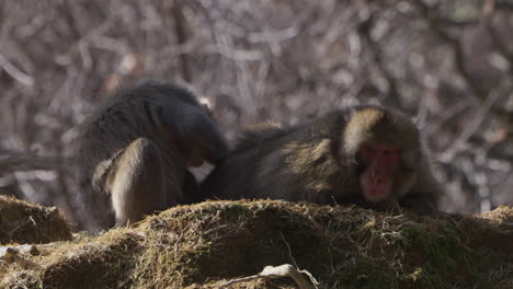 Wild-snow-monkey-picking-fleas-and-bugs-off-another's-back-on-the-ground-with-winter-landscape-in-the-background