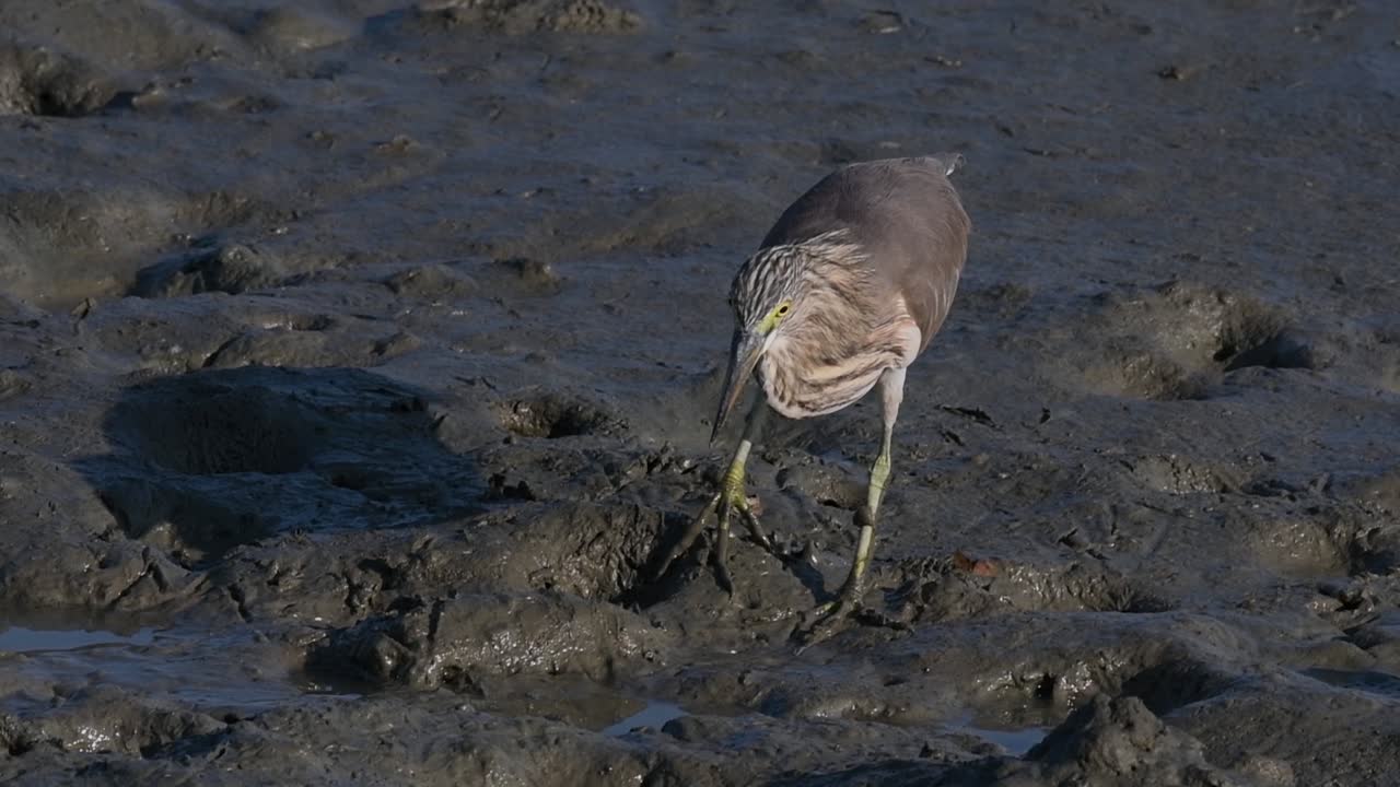 una de las garzas de estanque encontradas en tailandia que muestran diferentes plumajes según la temporada