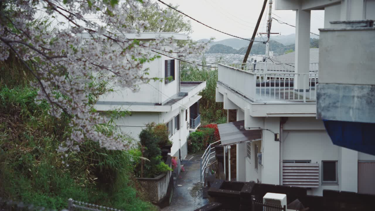 Cherry blossoms bloom beside traditional white houses on a narrow street in Saikazaki, Japan