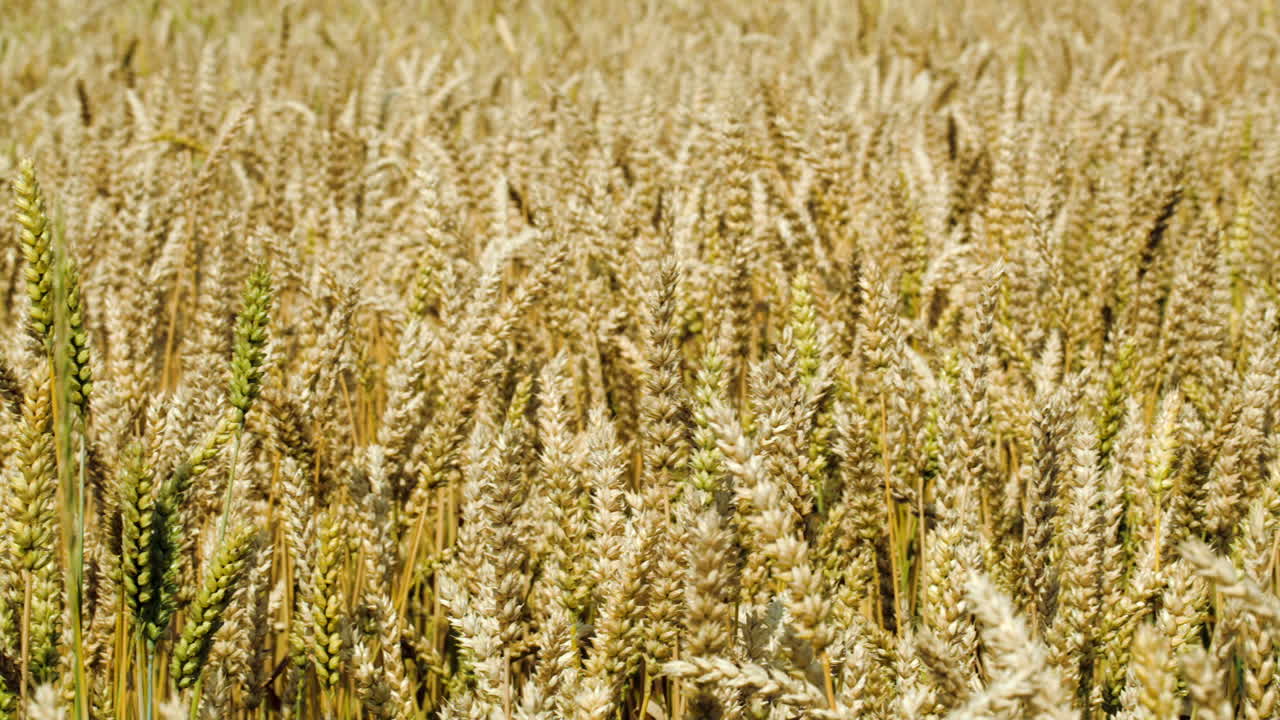 пшеница медленно качается на ветру