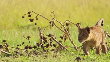 tomada en cámara lenta de primer plano de un cachorro de león joven jugando solo, vida silvestre africana en la reserva nacional de maasai mara, kenia, áfrica animales de safari en la reserva de masai mara norte