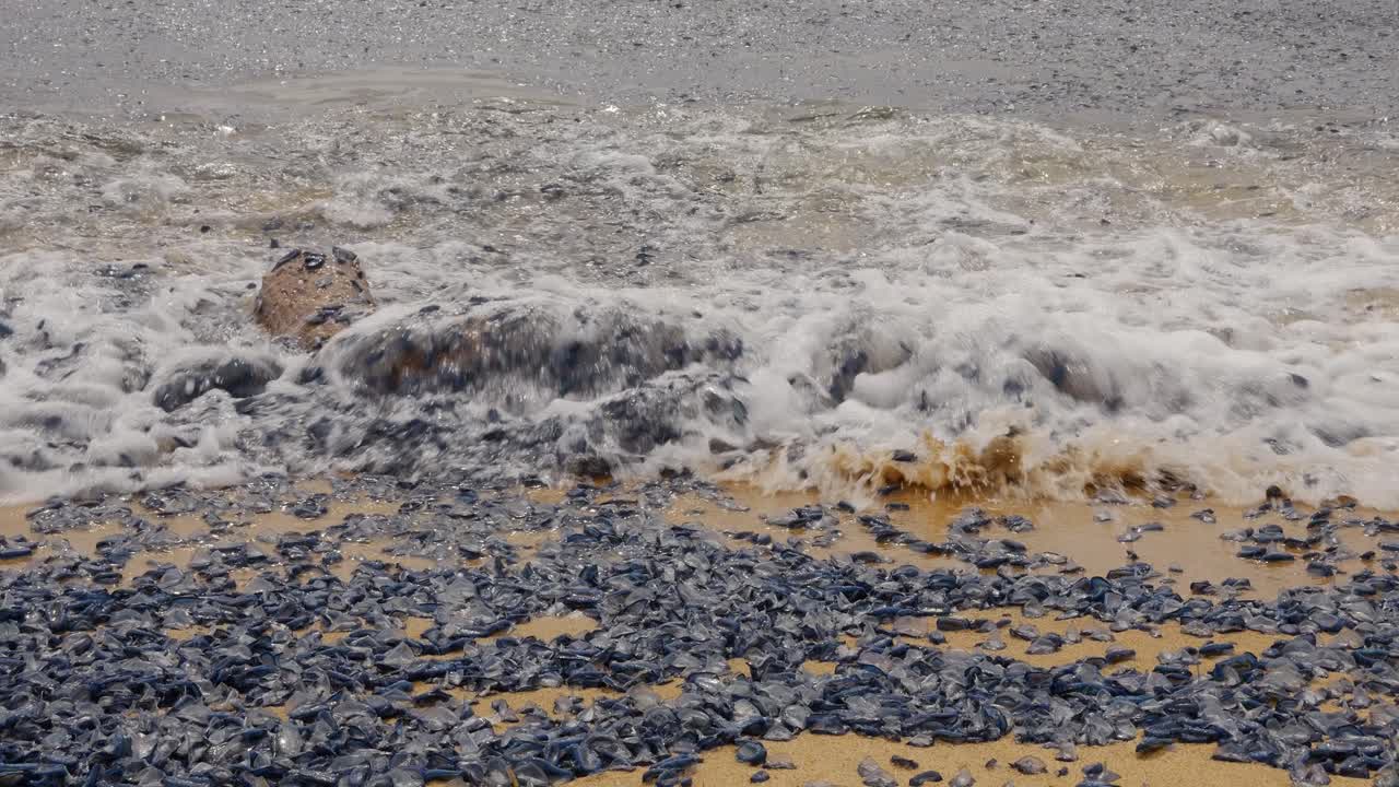 Small blue jellyfish, velella velella, also known as by the wind sailors, washed ashore on a beach, creating a blanket of blue organisms mixed with a piece of wood moved by waves
