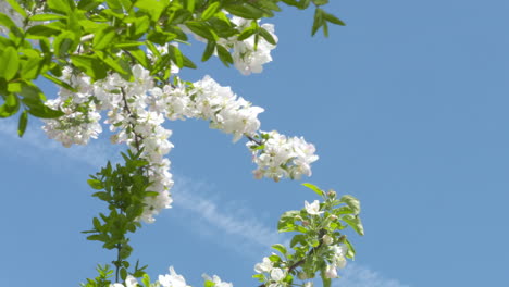 time lapse of an apple tree in full bloom against a clear, blue sky