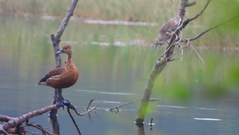 pichones de pato silbador y garza.