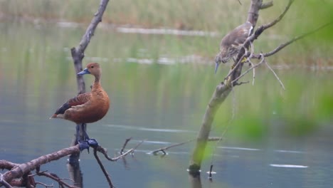 whistling duck chicks and heron .