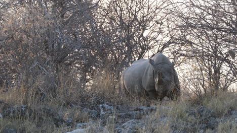 black rhino leaving away after eating in the savannah