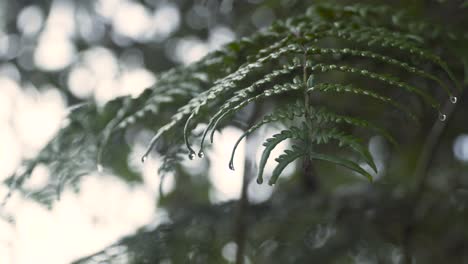 Close-Shot-of-Rain-Drops-Falling-From-Long-Green-Leaves