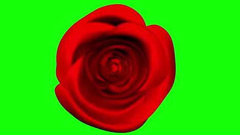 spinning  red rose on green scree